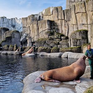 Pacific walrus feeding