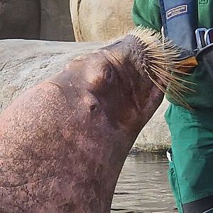 Pacific walrus feeding