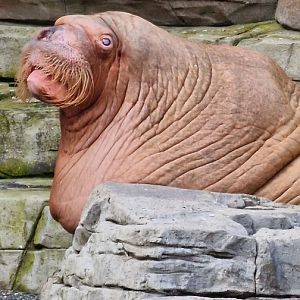 Pacific walrus