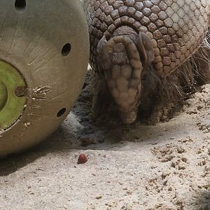 Armadillo feeding ball