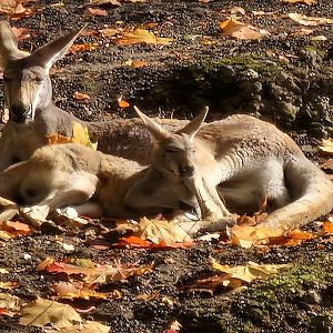 Red Kangaroo