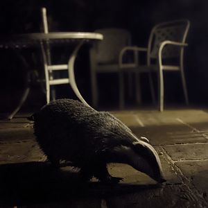 European Badger