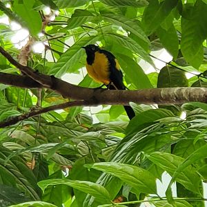 Bird ID - Bronx Zoo World Of Birds (2022)