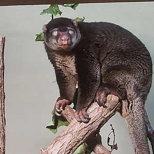 Sulawesi Bear Cuscus