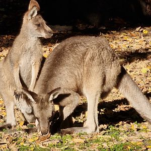 Black faced  grey kangaroos