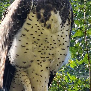 Martial eagle