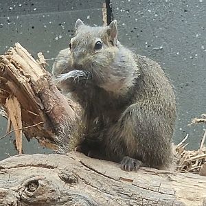 Pere david's rock squirrel