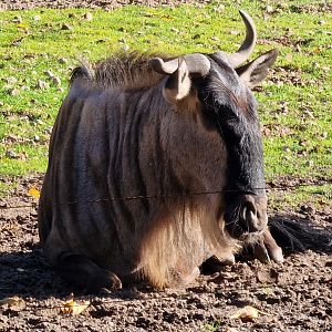 Eastern white beared wildebeest