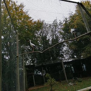 Larger European White Stork Enclosure