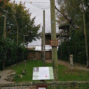 African White-backed Vulture Aviary