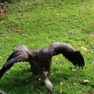 African White-backed Vulture