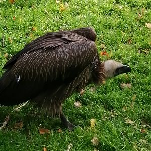 African White-backed Vulture