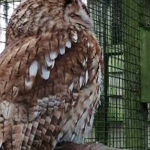 Tawny Owl