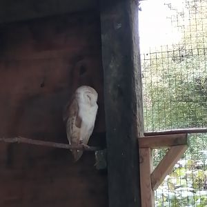 Barn Owl