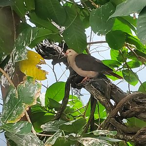 Bird ID - Mauritius Pink Dove?