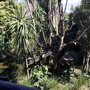 Emperor Tamarin Island