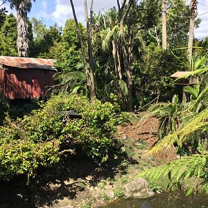 Black-handed Spider Monkey Island