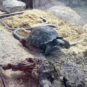 Galapagos Tortoise Hatchling (21 months old)