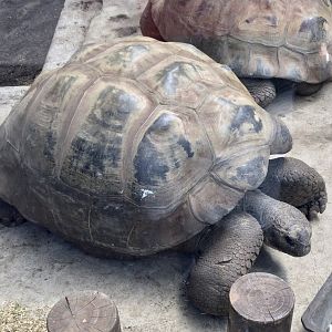 Galapagos Tortoise (Adult Male)