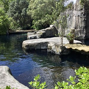 Subantarctic Fur Seal Exhibit (Island and Jetty)