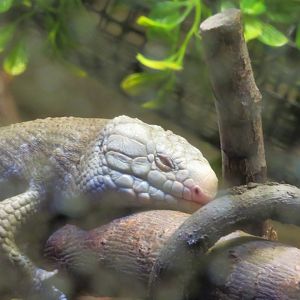 Prehensile-tailed Skink
