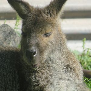 Red-necked Wallaby