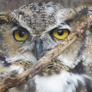 Great-horned Owl