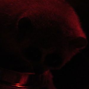 Pygmy slow Loris