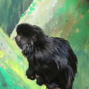 Goeldi's Marmoset