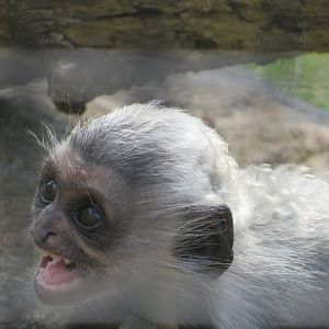 Angolan Colobus Juvenile