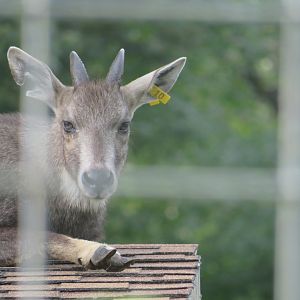Chinese Goral