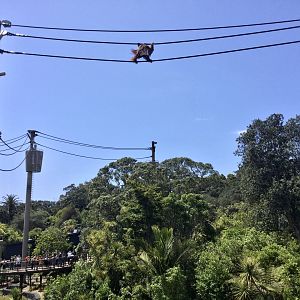 Charlie (Male Bornean Orangutan) Crossing Central Lake