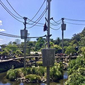 Charlie (Male Bornean Orangutan) - Climbing Pod Central Lake