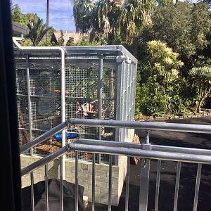 Bornean Orangutan Exhibit - Back of House (View from Boardwalk)