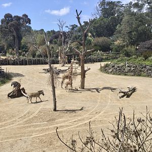 African Savannah - Jabali the Giraffe Calf
