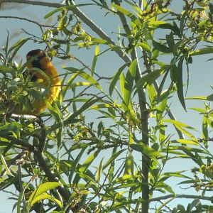 northern oriole in oregon