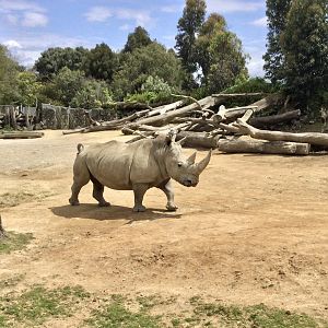 Jamila the Southern White Rhinoceros