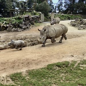 Mother and Calf Running (Southern White Rhinoceros)