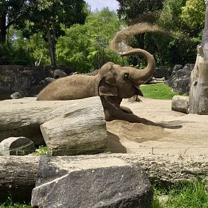 Burma (Indian Elephant Cow) - Throwing Sand
