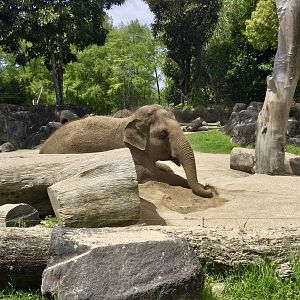 Burma (Indian Elephant Cow) - Sitting in the Sand