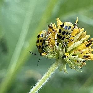 Spotted Cucumber Beetle