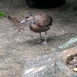 Bird ID - Bronx Zoo (2016-17)