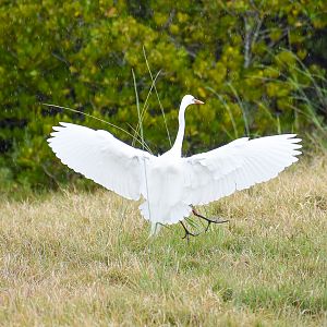 Intermediate Egret