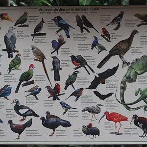 Free-ranging animals at the Bush - 2022