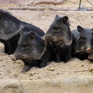Collared peccaries at the Desert