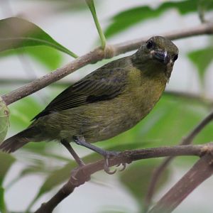 Juvenile Violaceous euphonia