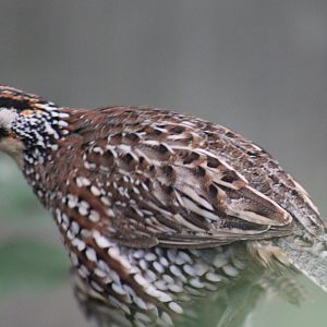 Crested bobwhite