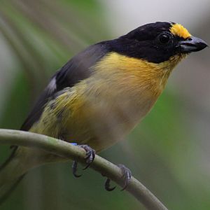 Violaceous euphonia - male