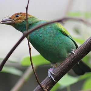 Bay-headed tanager