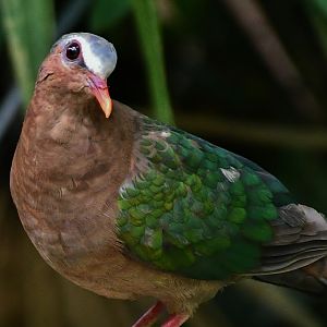 Wild Common Emerald Dove (Chalcophaps indica indica)